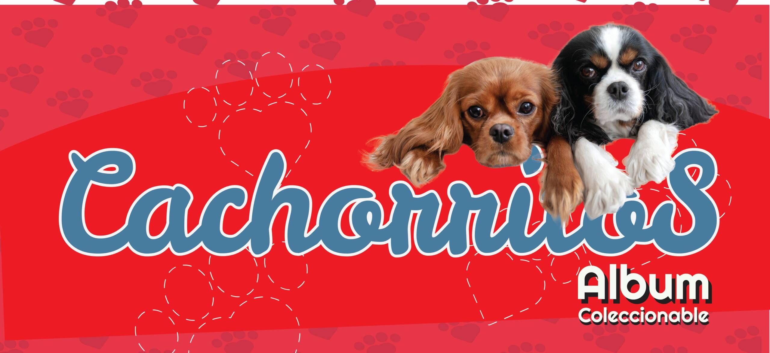 Chinchilla